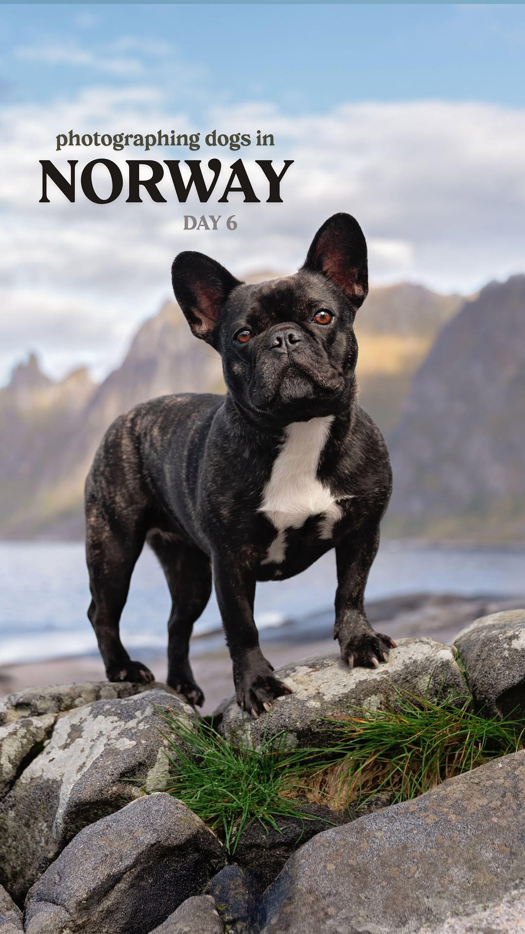 Post 8 by Sarah DeRemer | Dog Photographer on Instagram (video)