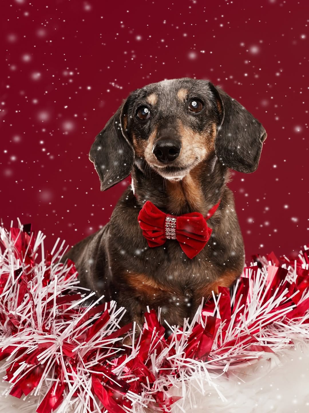 Post 7 by Sarah DeRemer | Dog Photographer on Instagram (carousel)