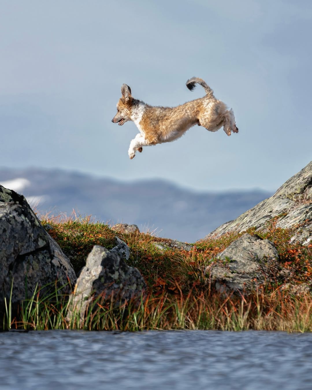 Post 4 by Sarah DeRemer | Dog Photographer on Instagram (carousel)