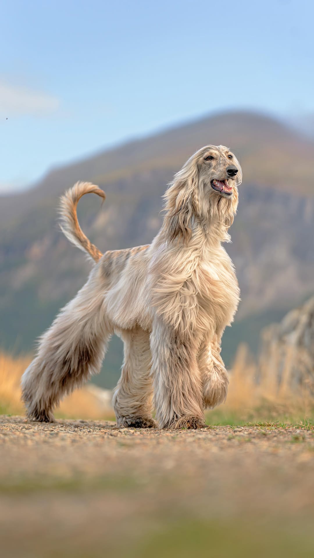 Post 6 by Sarah DeRemer | Dog Photographer on Instagram (video)