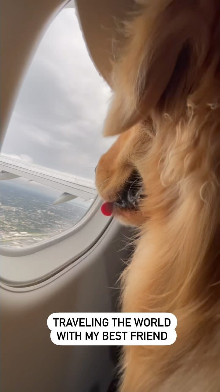 Post 10 by The life of    M I L O  V A L E R    the golden retriever on Instagram (video)