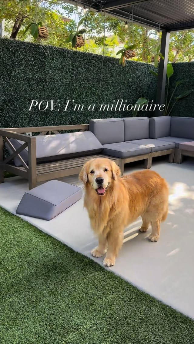 Post 3 by The life of    M I L O  V A L E R    the golden retriever on Instagram (video)