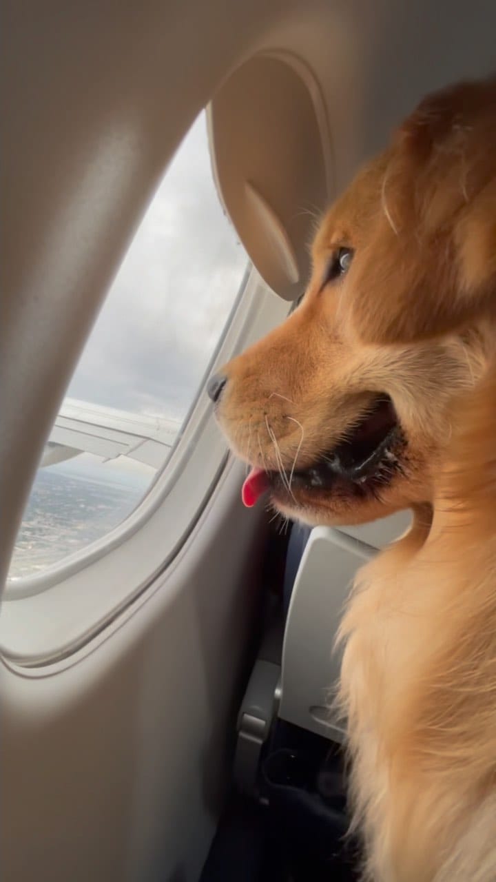 Post 8 by The life of    M I L O  V A L E R    the golden retriever on Instagram (video)
