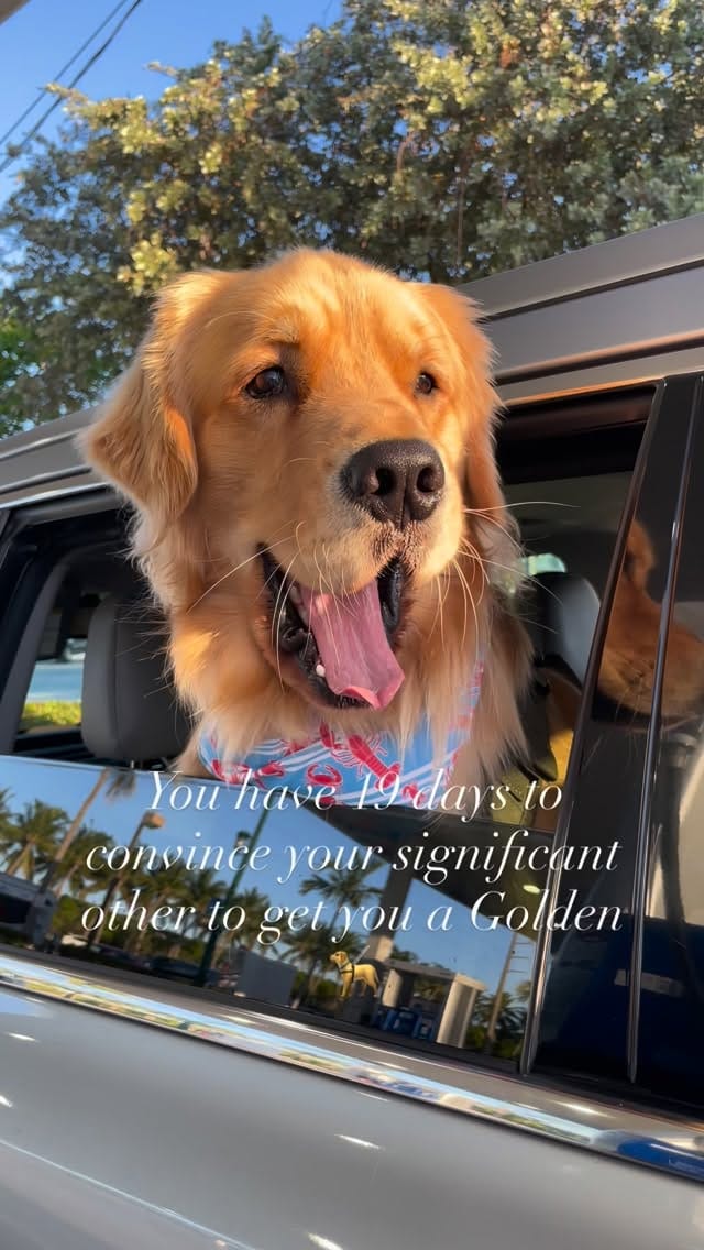 Post 2 by The life of    M I L O  V A L E R    the golden retriever on Instagram (video)