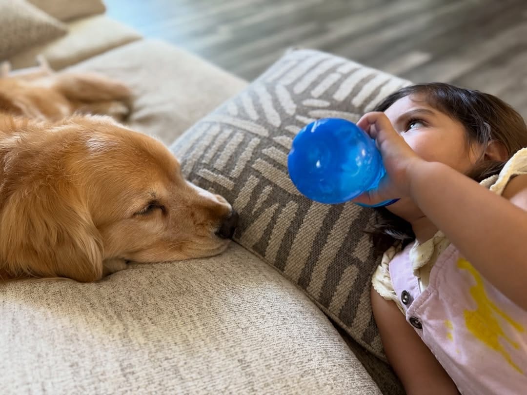 Post 1 by The life of    M I L O  V A L E R    the golden retriever on Instagram (image)
