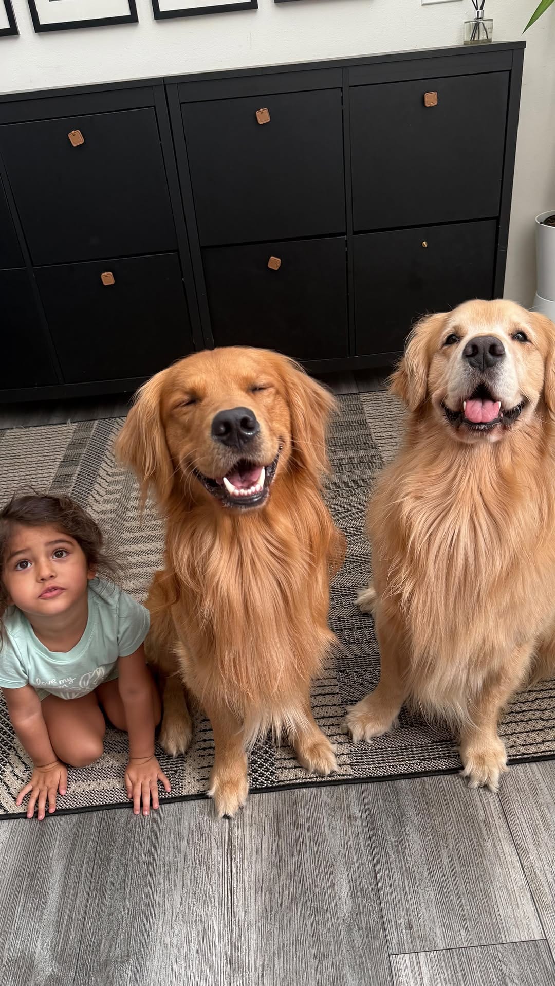Post 5 by The life of    M I L O  V A L E R    the golden retriever on Instagram (video)
