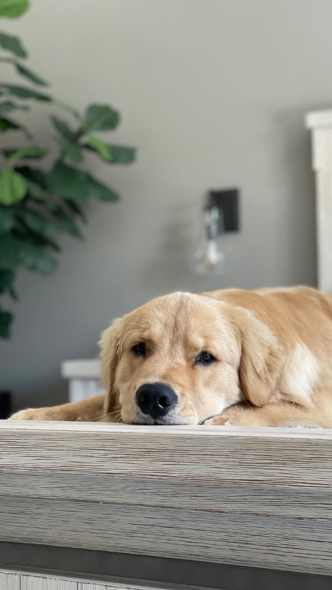 Post 9 by The life of    M I L O  V A L E R    the golden retriever on Instagram (video)