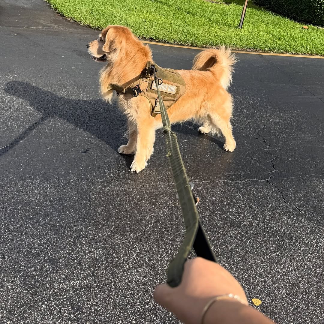 Post 7 by The life of    M I L O  V A L E R    the golden retriever on Instagram (image)