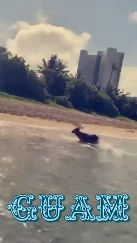 Post 9 by Kam Antoinette on Instagram (video)