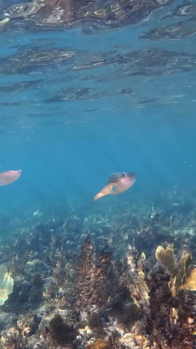 Post 2 by Nath ♒︎ Ocean-Minded ♒︎ 🇫🇷🇺🇸 on Instagram (video)