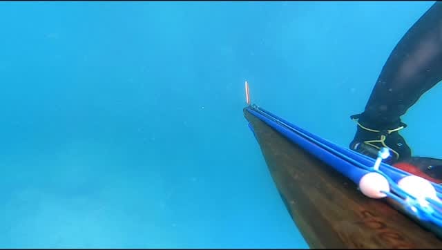 Post 1 by Patrick Ryan // Spearfishing on Instagram (video)