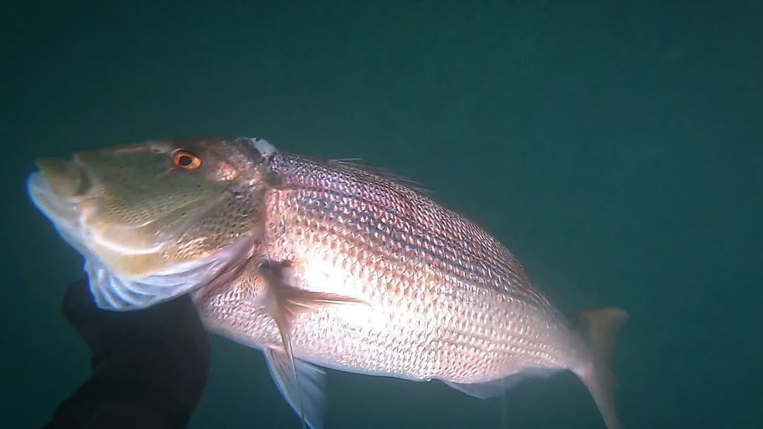 Post 10 by Patrick Ryan // Spearfishing on Instagram (image)