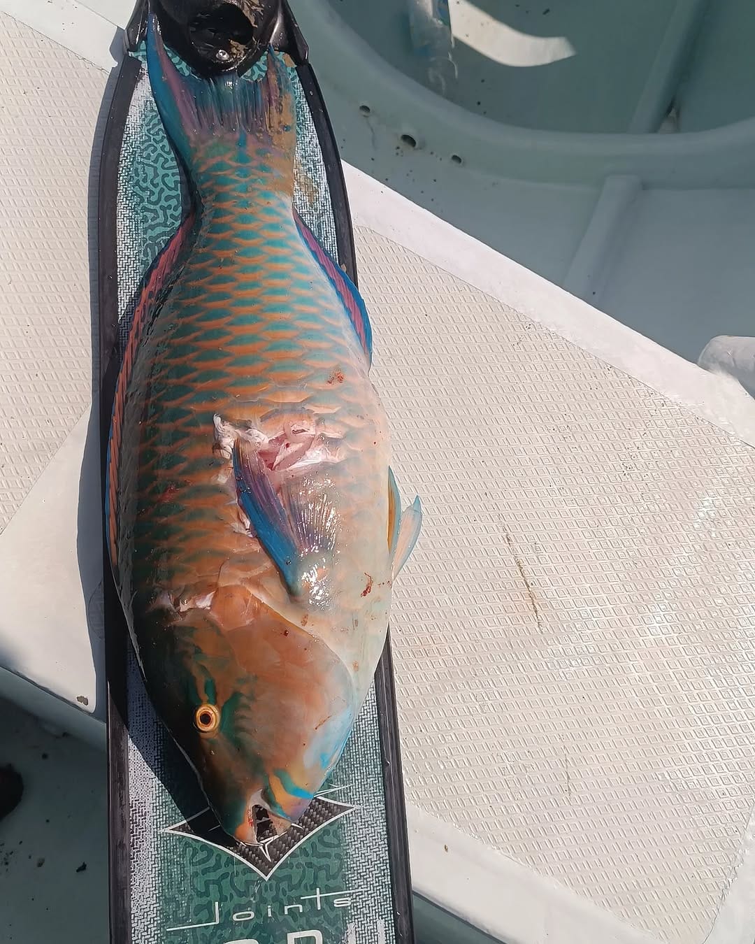 Post 7 by Patrick Ryan // Spearfishing on Instagram (carousel)