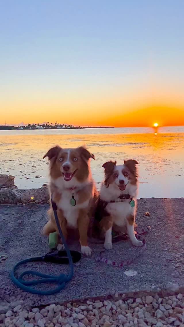 Post 6 by Essie & Aspen || Toy & Mini Australian Shepherds on Instagram (video)