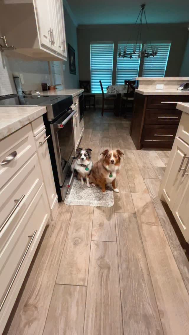 Post 9 by Essie & Aspen || Toy & Mini Australian Shepherds on Instagram (video)
