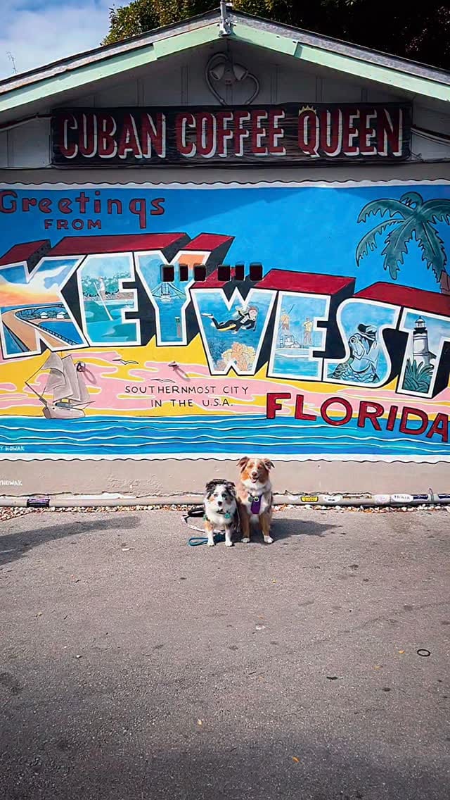 Post 2 by Essie & Aspen || Toy & Mini Australian Shepherds on Instagram (video)