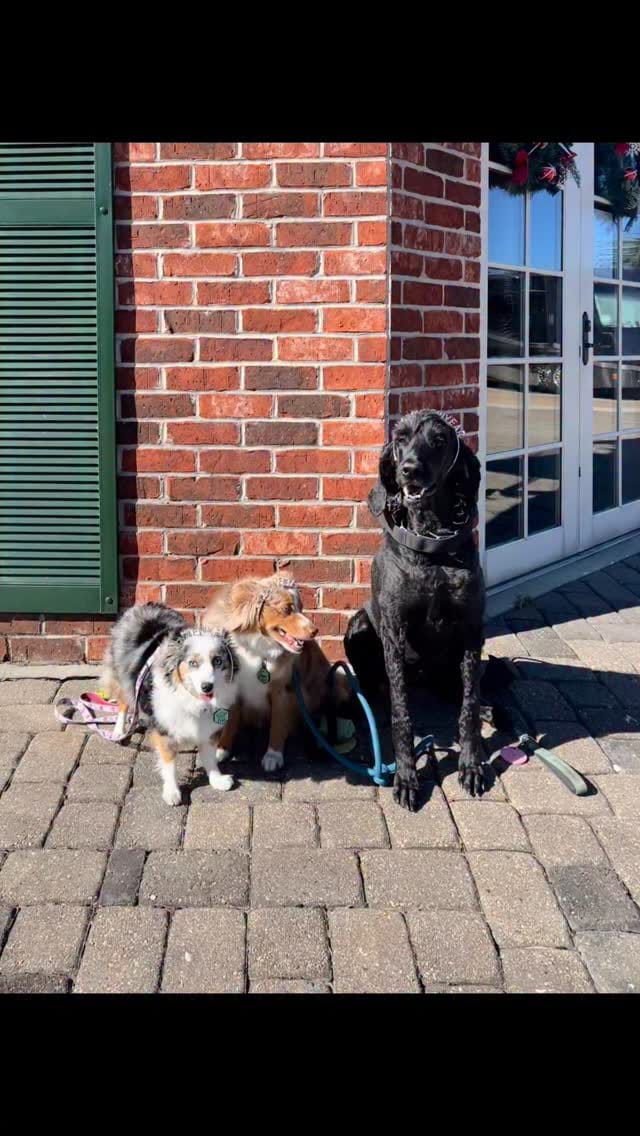 Post 8 by Essie & Aspen || Toy & Mini Australian Shepherds on Instagram (video)