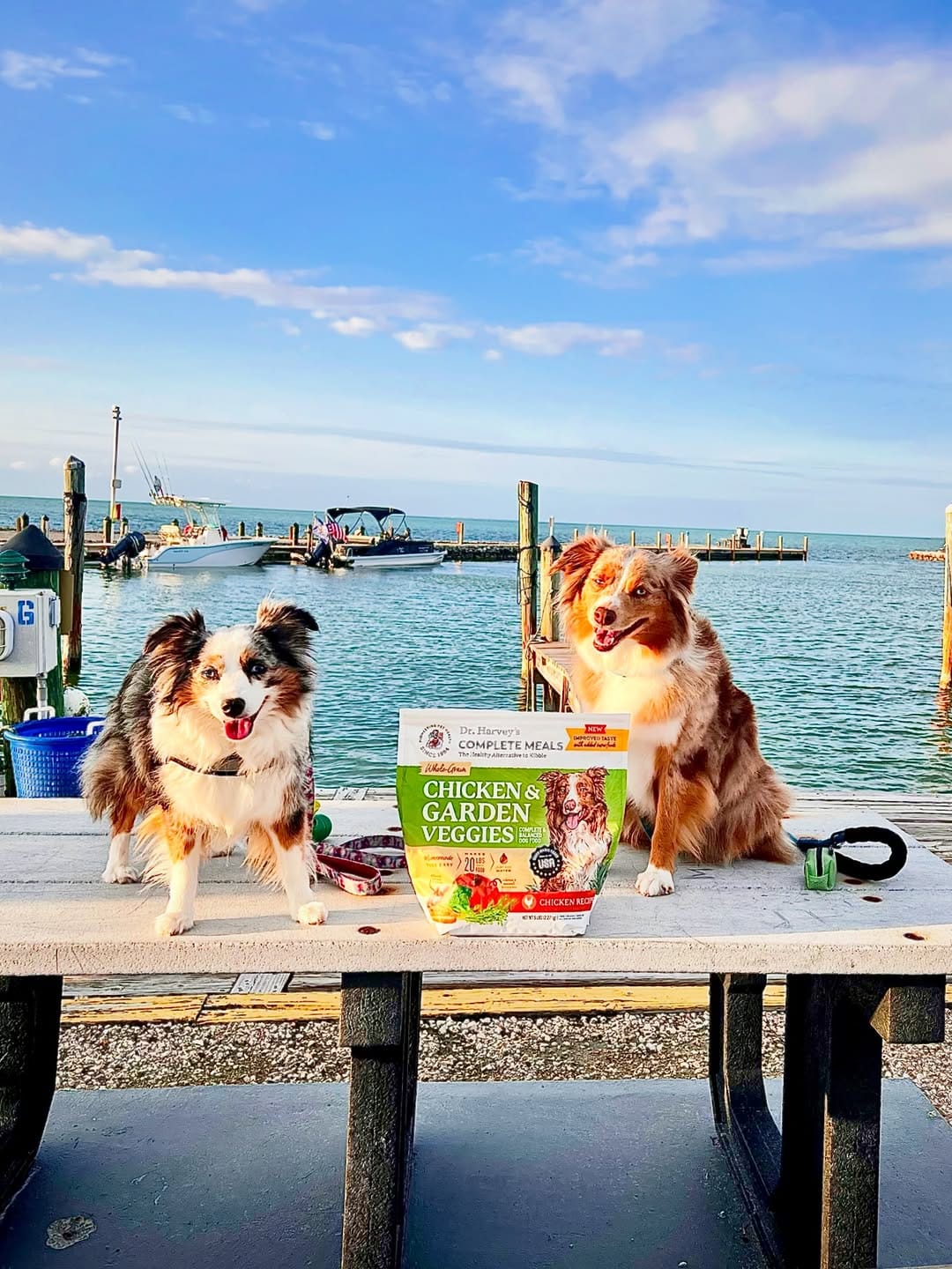 Post 1 by Essie & Aspen || Toy & Mini Australian Shepherds on Instagram (image)
