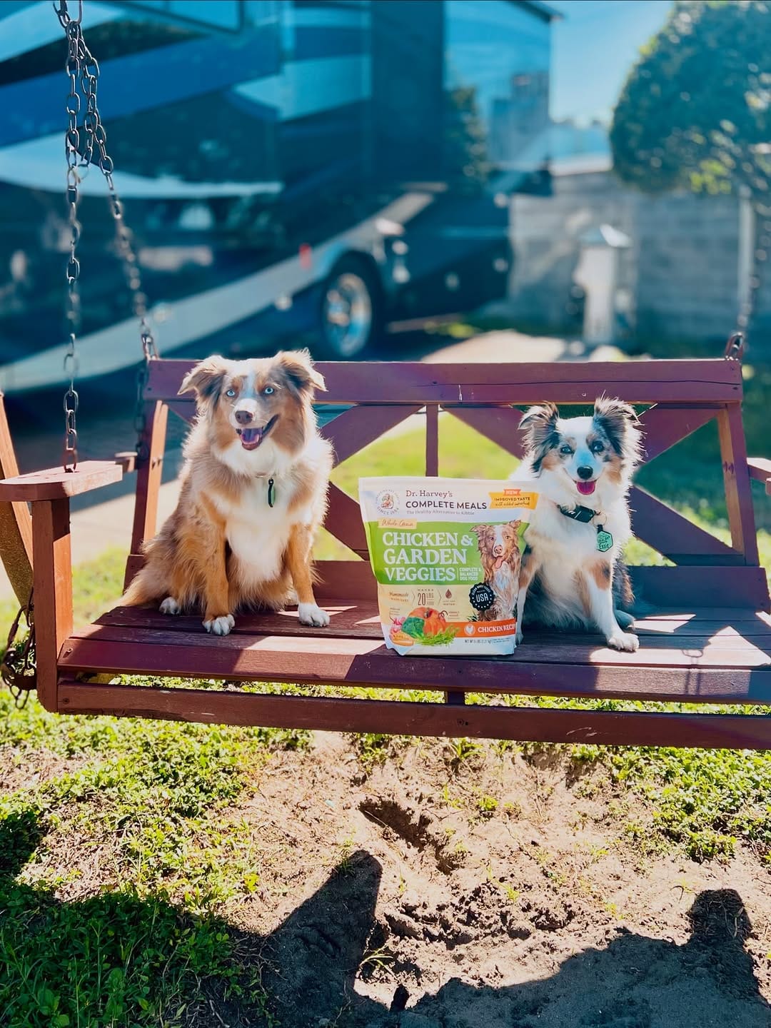 Post 7 by Essie & Aspen || Toy & Mini Australian Shepherds on Instagram (image)