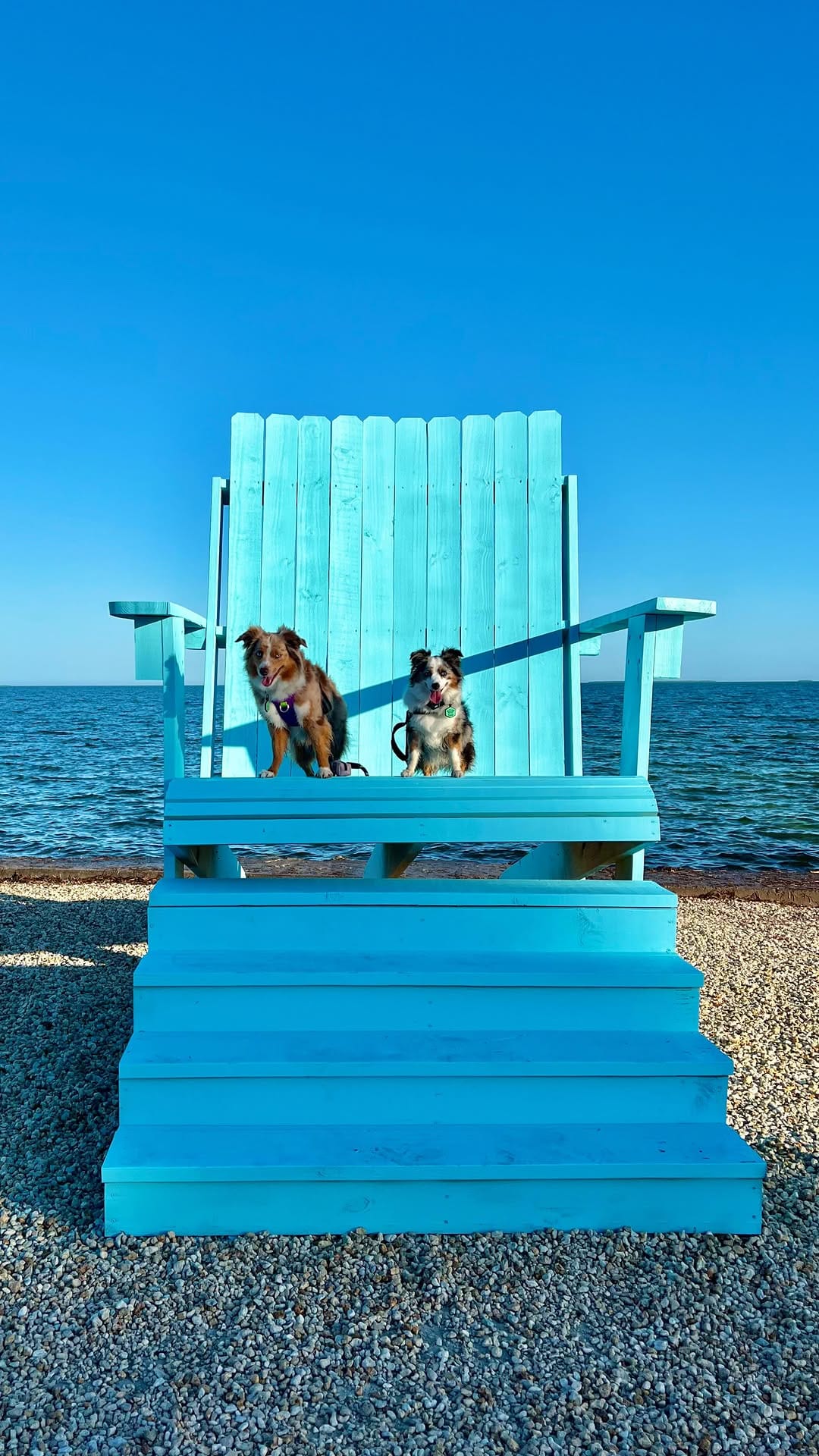Post 5 by Essie & Aspen || Toy & Mini Australian Shepherds on Instagram (video)