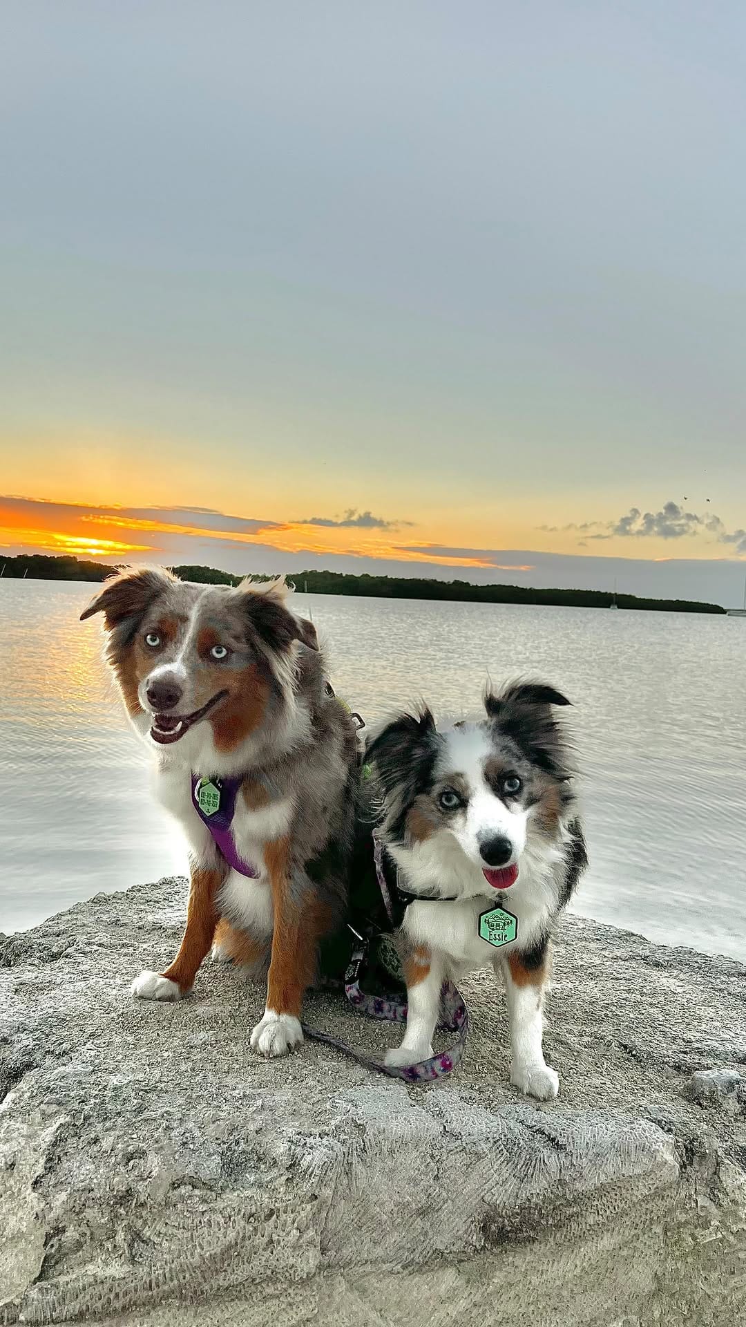 Post 3 by Essie & Aspen || Toy & Mini Australian Shepherds on Instagram (video)