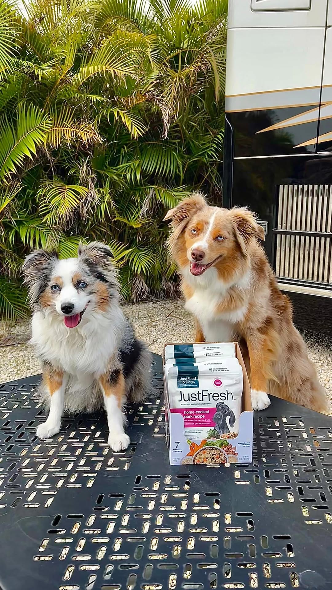 Post 4 by Essie & Aspen || Toy & Mini Australian Shepherds on Instagram (video)