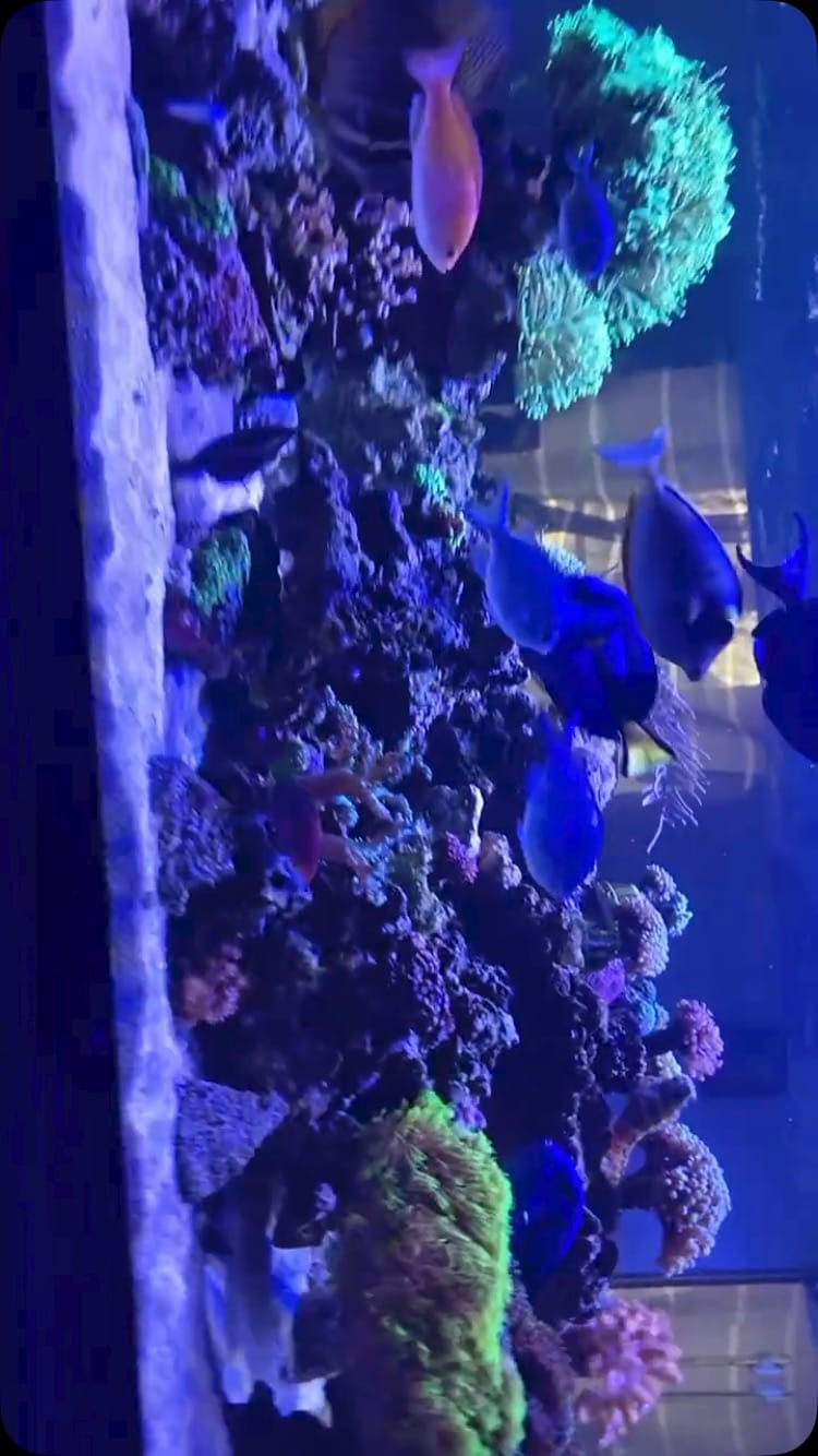 Post 1 by Munir Kec on Instagram (video)