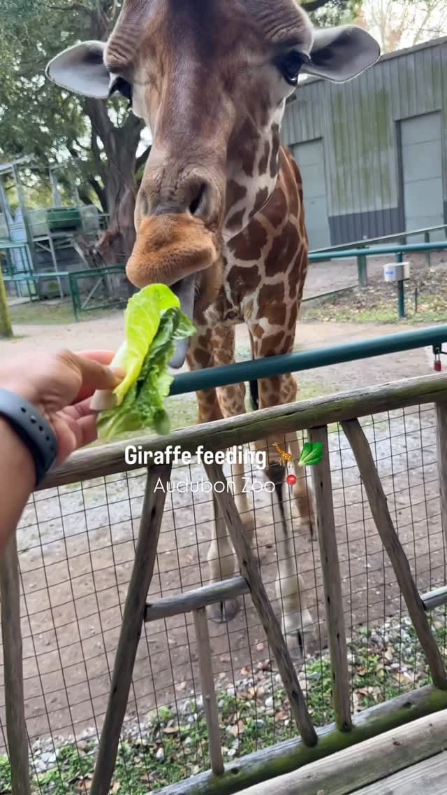 Post 1 by Ashley | Content Creator on Instagram (video)