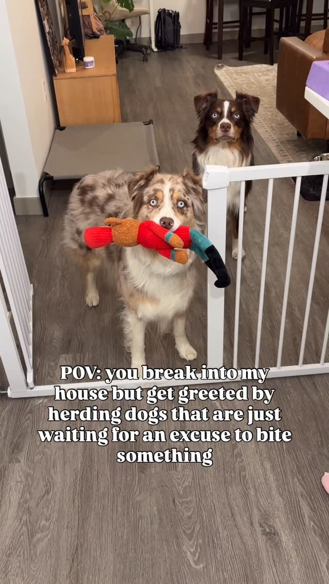Post 4 by Morgan & The Dogs ッ | Funny Dog Content | U.S. Travel on Instagram (video)