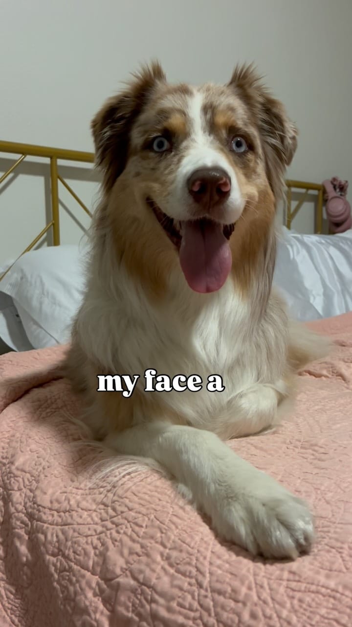 Post 1 by Morgan & The Dogs ッ | Funny Dog Content | U.S. Travel on Instagram (video)