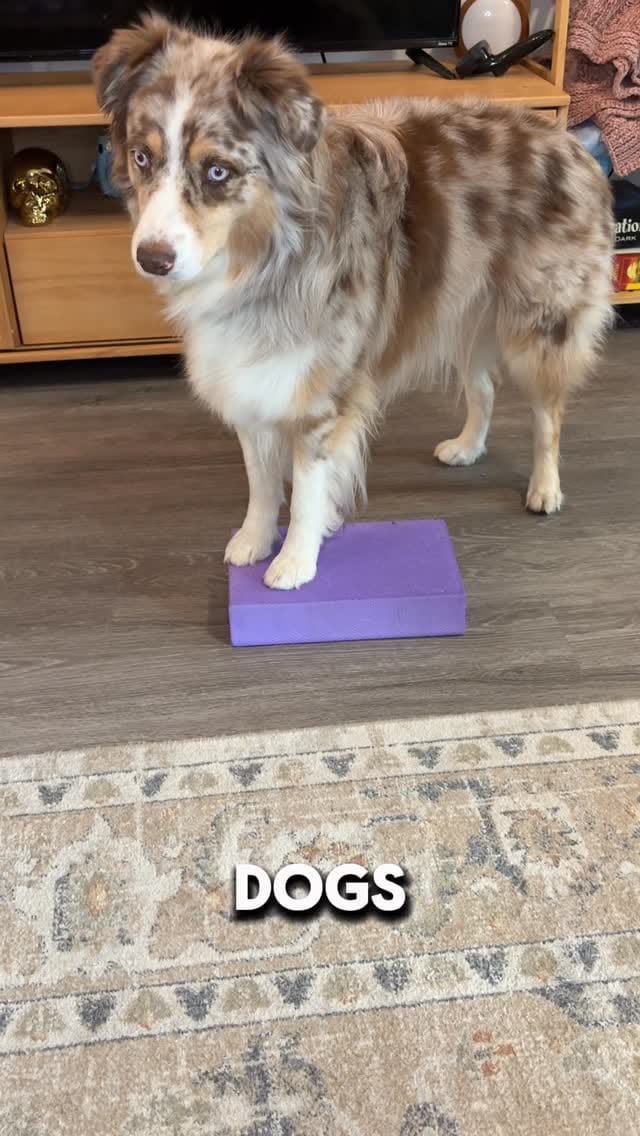 Post 3 by Morgan & The Dogs ッ | Funny Dog Content | U.S. Travel on Instagram (video)