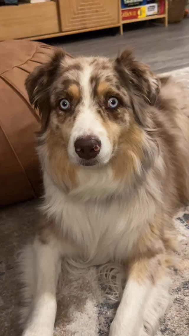Post 5 by Morgan & The Dogs ッ | Funny Dog Content | U.S. Travel on Instagram (video)