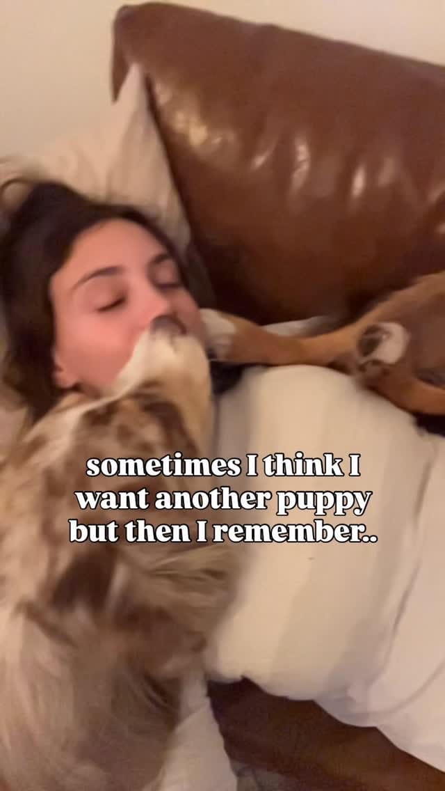 Post 6 by Morgan & The Dogs ッ | Funny Dog Content | U.S. Travel on Instagram (video)