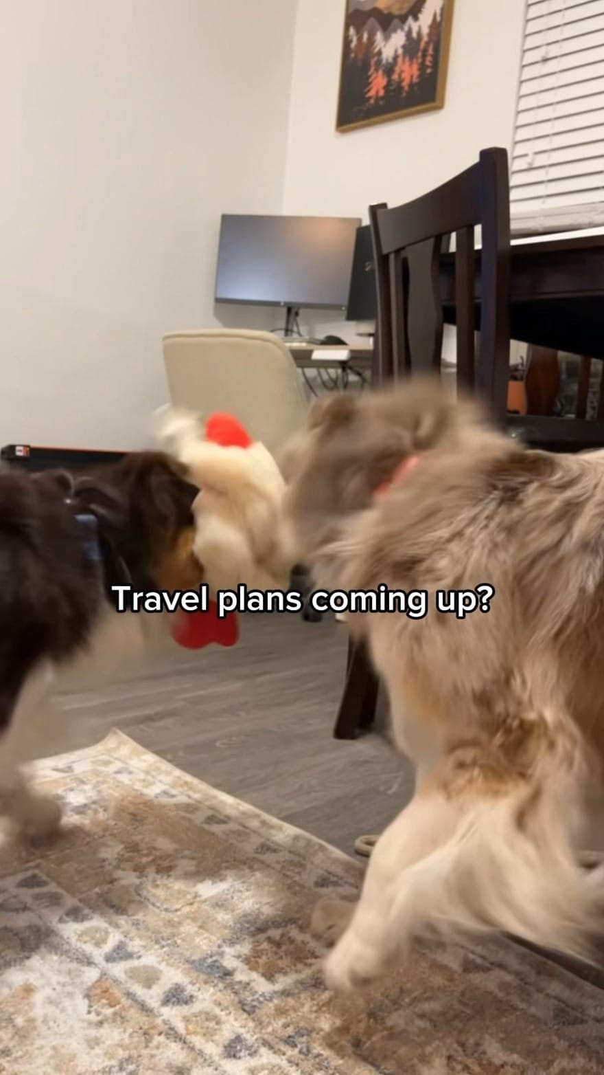 Post 8 by Morgan & The Dogs ッ | Funny Dog Content | U.S. Travel on Instagram (video)