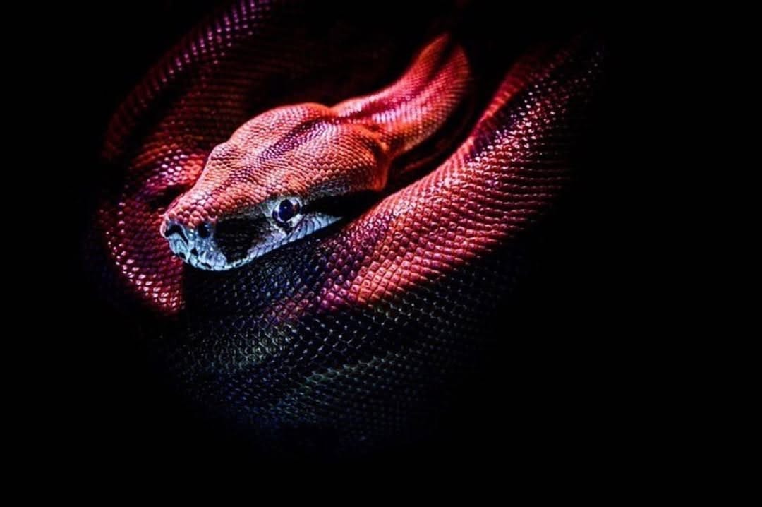 Post 1 by Alpine Blockchain Consultants on Instagram (image)