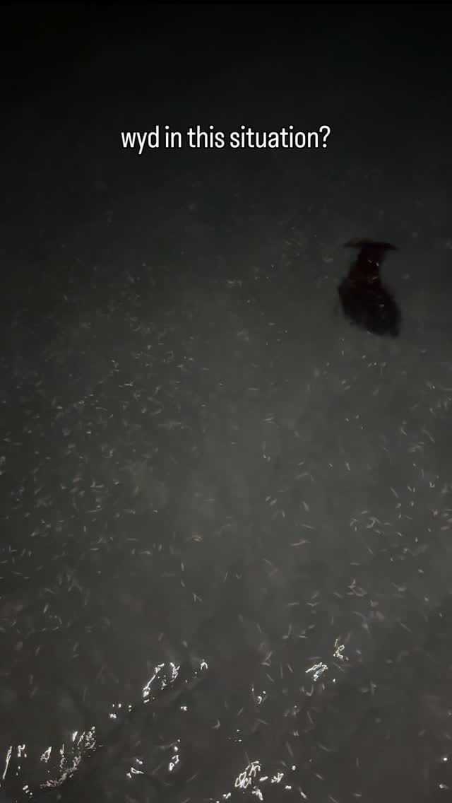Post 6 by Sergei Kelley | Diving and “Running Wild” Florida + 🌍 on Instagram (video)