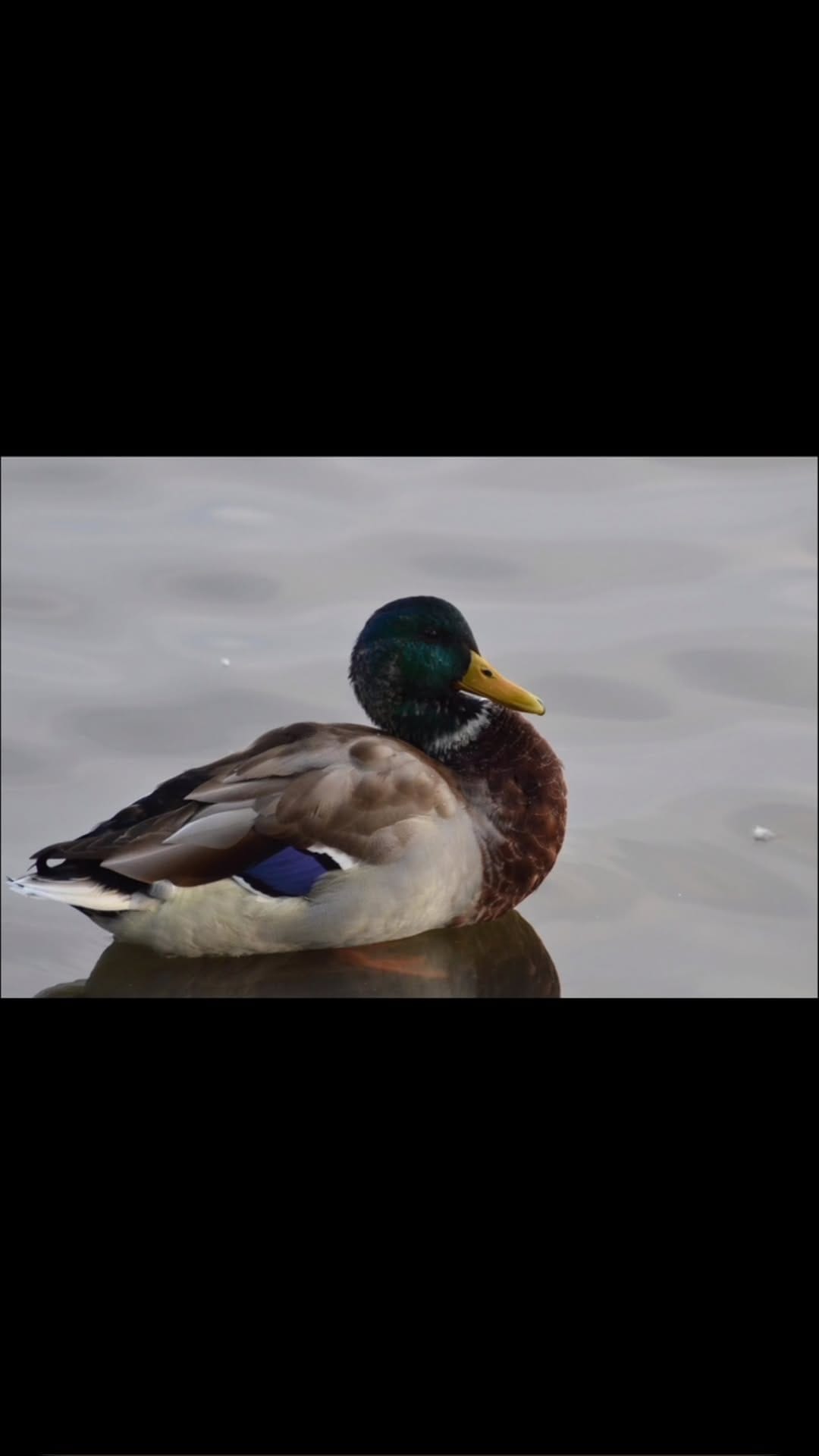 Post 4 by Naoyuki Honda 本田直之 on Instagram (video)