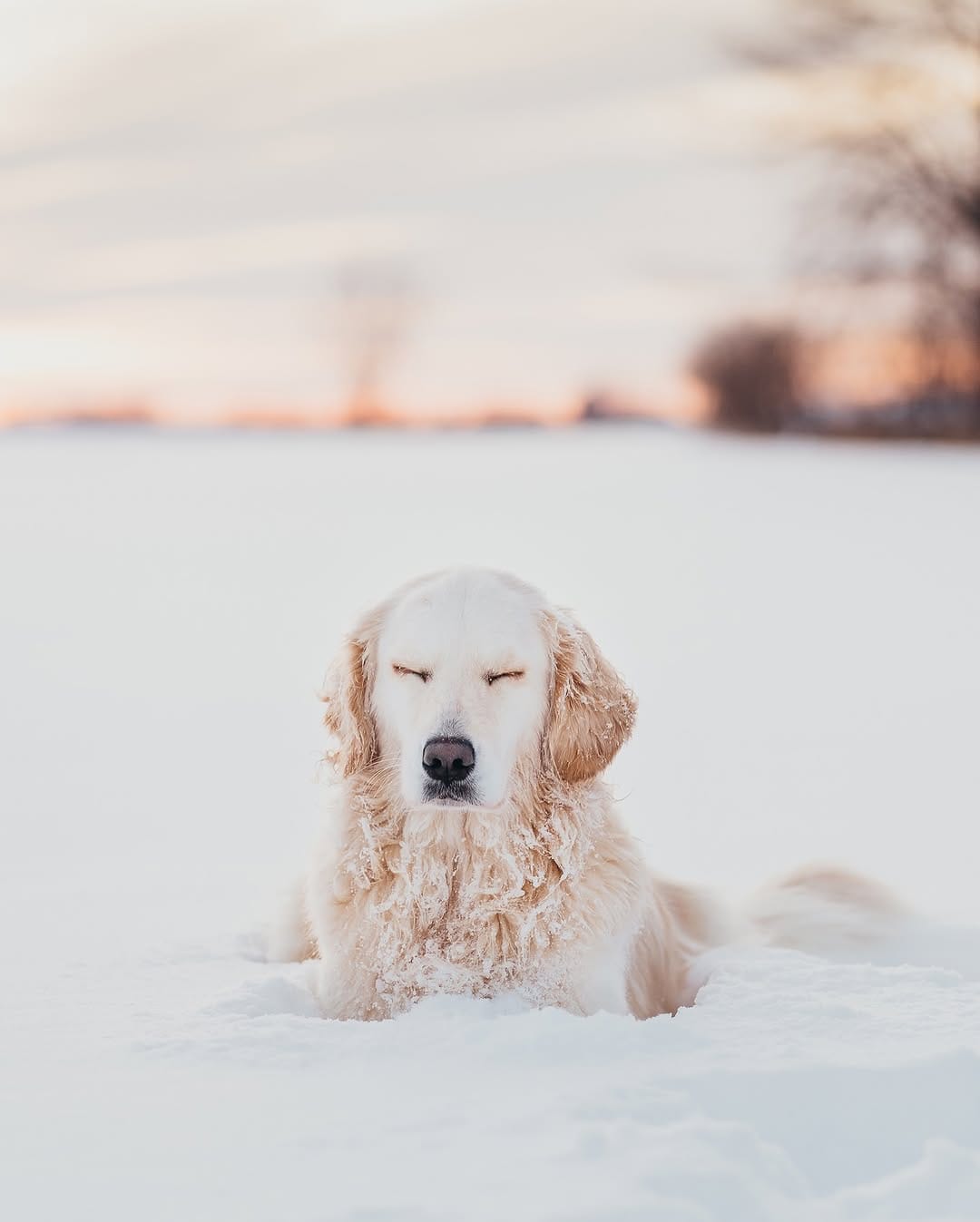 Post 3 by Rachel Jezowski // Life with Goldens on Instagram (image)