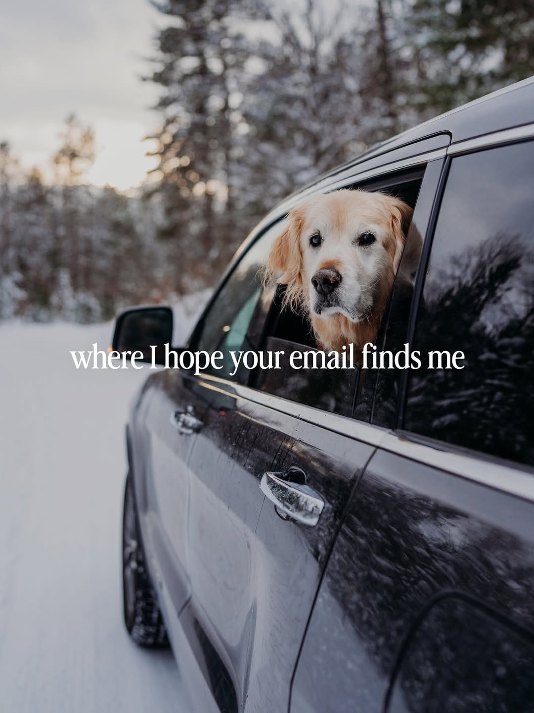Post 4 by Rachel Jezowski // Life with Goldens on Instagram (carousel)