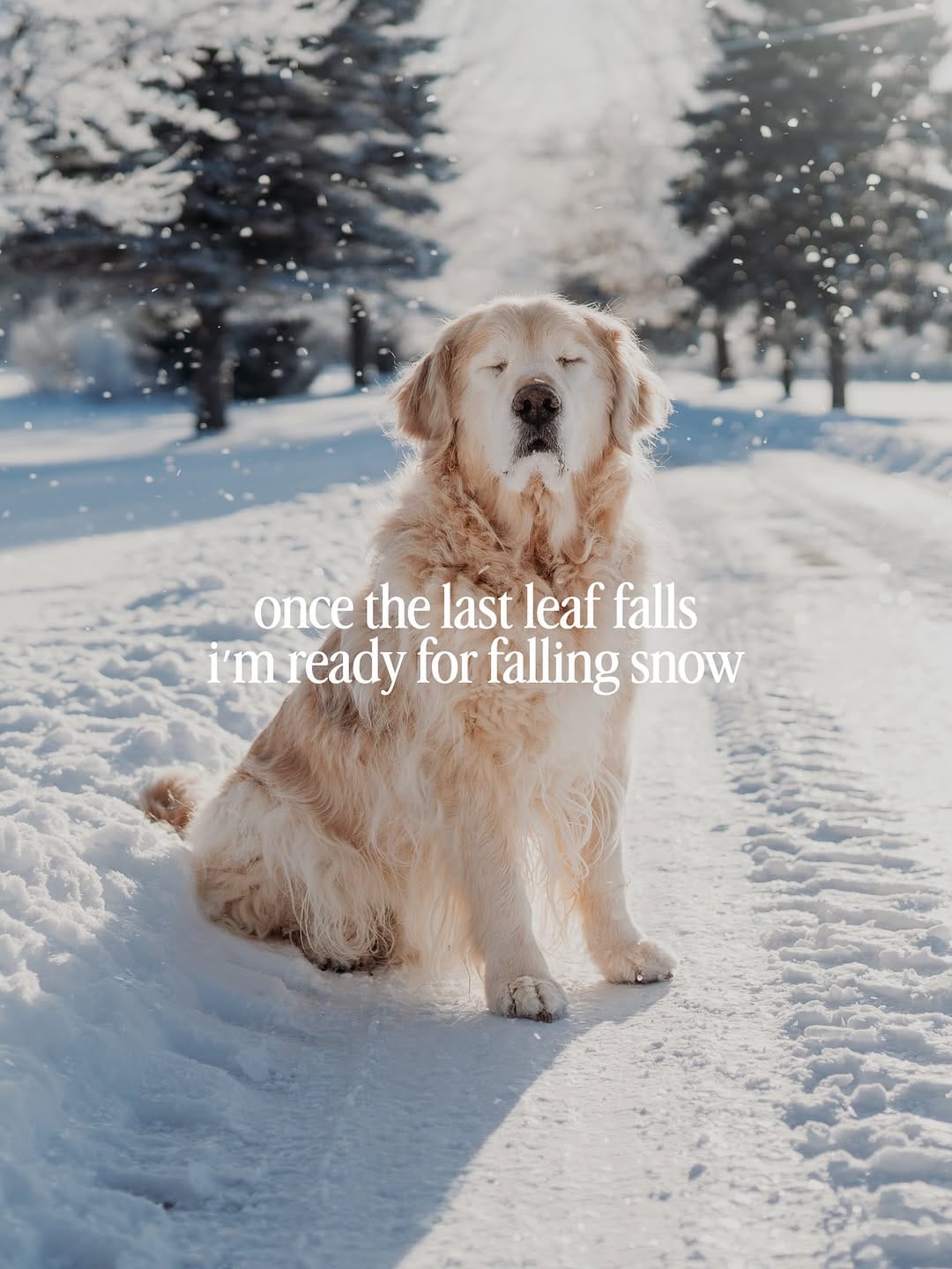 Post 9 by Rachel Jezowski // Life with Goldens on Instagram (carousel)