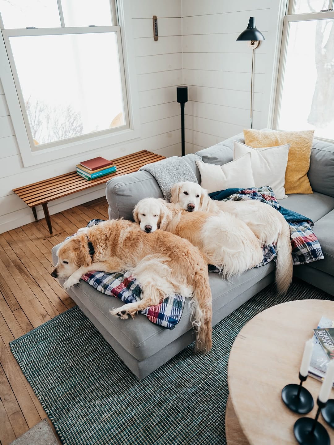 Post 1 by Rachel Jezowski // Life with Goldens on Instagram (image)