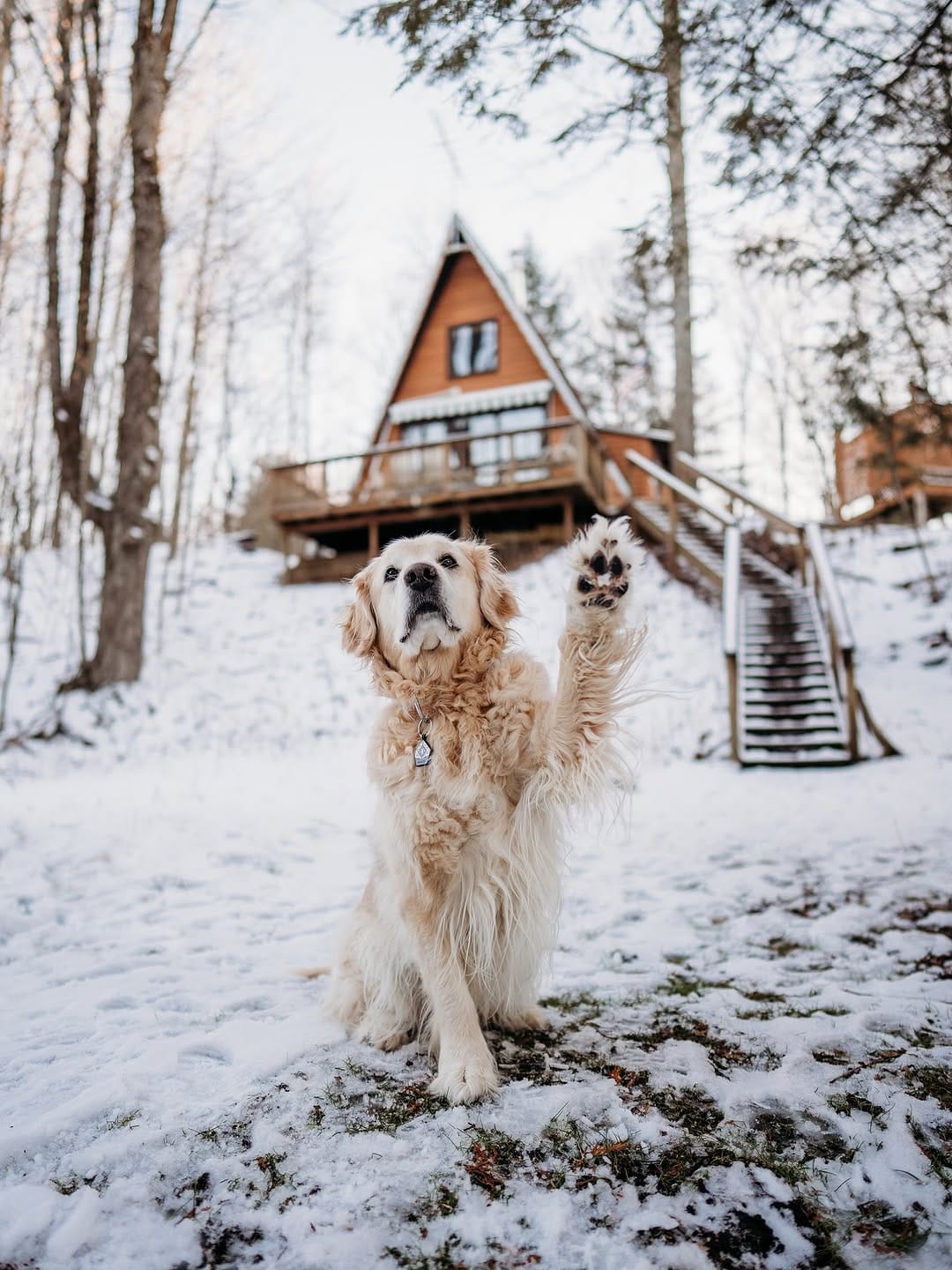 Post 7 by Rachel Jezowski // Life with Goldens on Instagram (image)