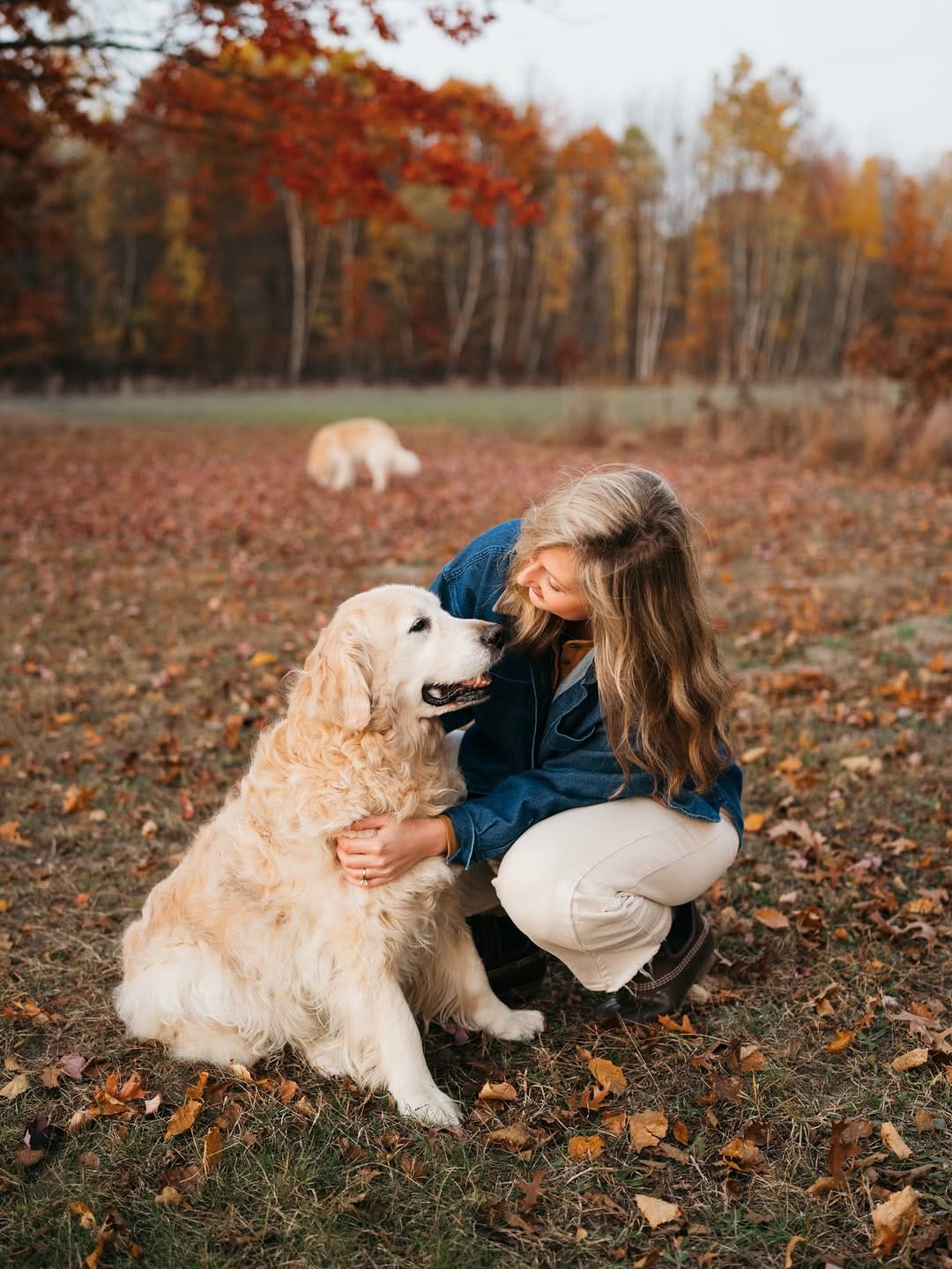 Post 8 by Rachel Jezowski // Life with Goldens on Instagram (carousel)