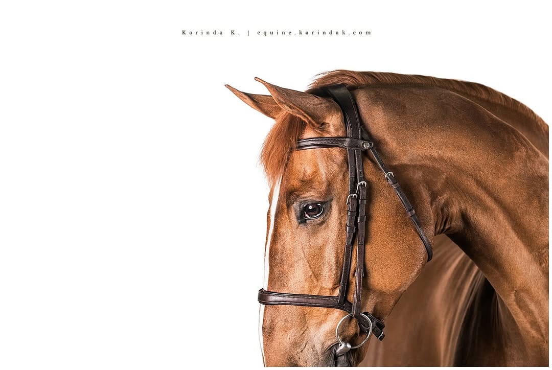 Post 5 by Karinda K.- 🐴 Photographer on Instagram (carousel)