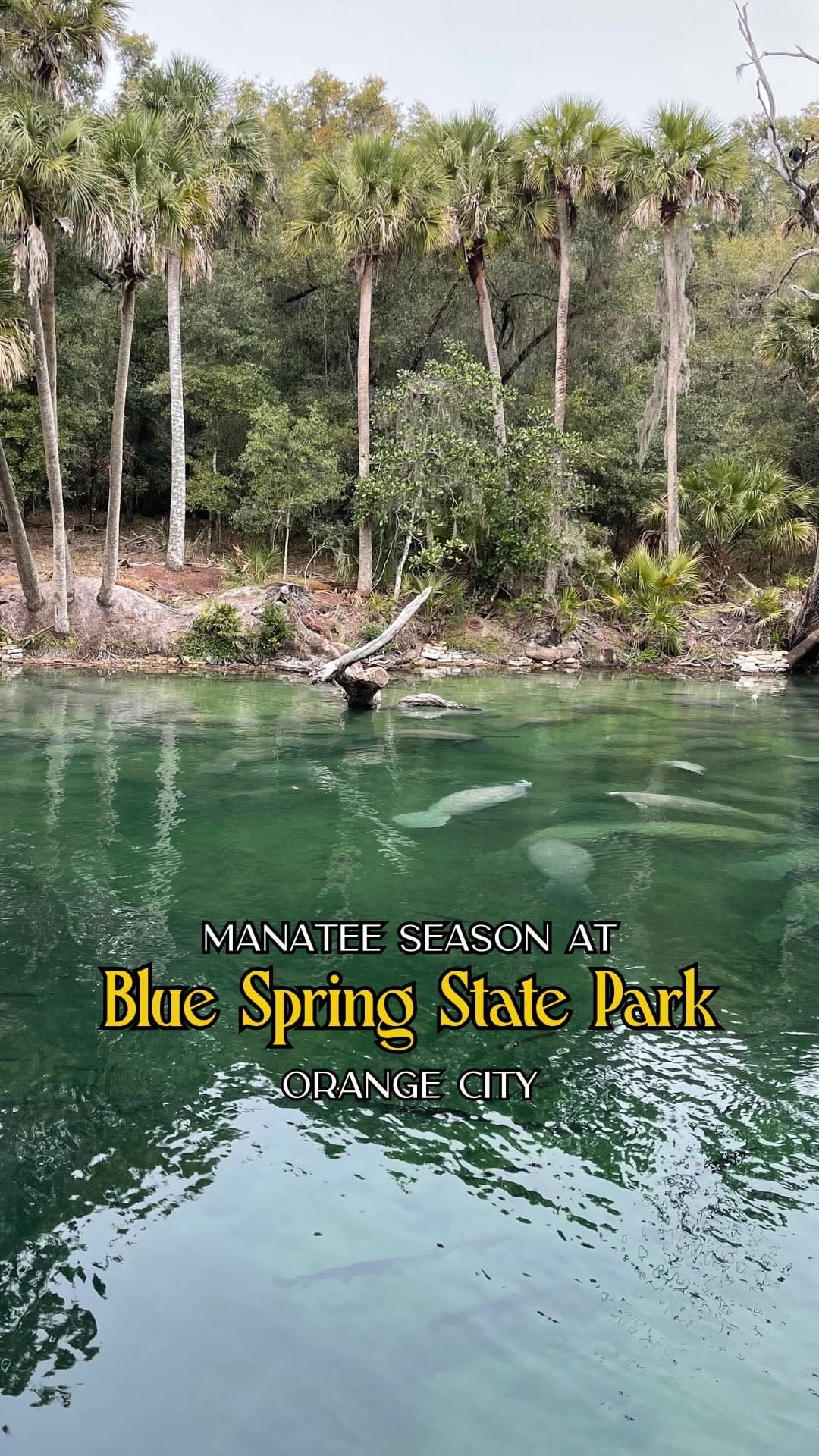 Post 2 by Lauren Holloway | Orlando Food & Lifestyle Blogger on Instagram (video)