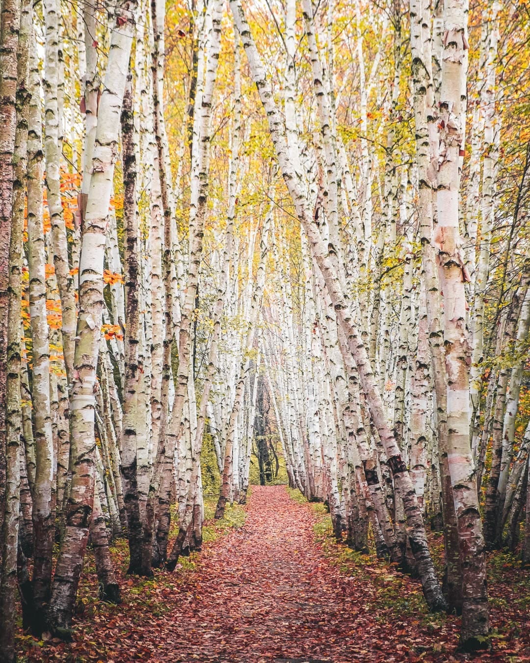 Post 1 by Peter Xiao on Instagram (image)