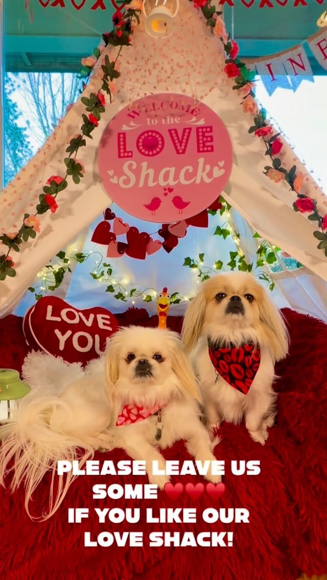 Post 2 by Pixie & Rocket , 👼🏻 🌈 Rex & Paylee 👩 Allie Hansen on Instagram (video)