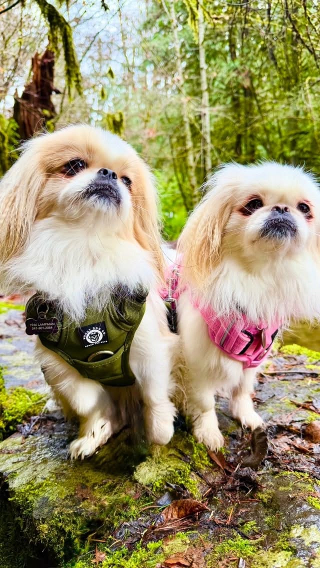 Post 5 by Pixie & Rocket , 👼🏻 🌈 Rex & Paylee 👩 Allie Hansen on Instagram (video)