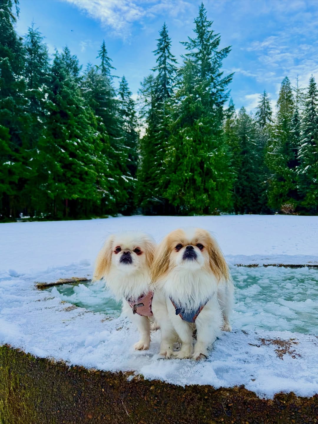 Post 7 by Pixie & Rocket , 👼🏻 🌈 Rex & Paylee 👩 Allie Hansen on Instagram (carousel)