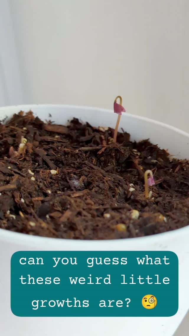 Post 2 by Alina & Jeff 💚🌱 on Instagram (video)